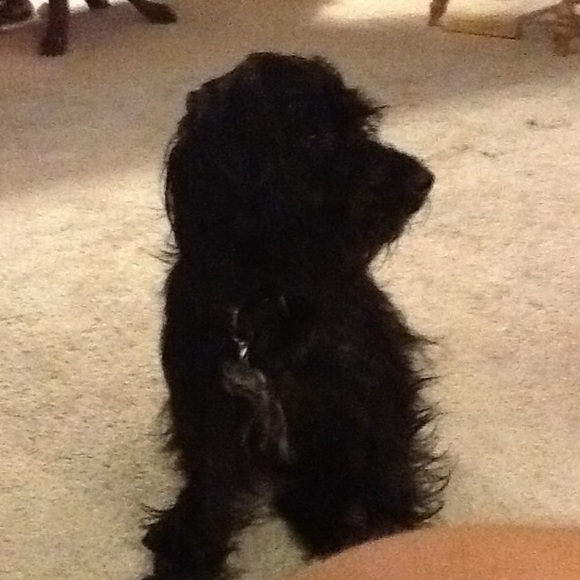 Meet your Posher, Bette - Picture 1 of 1